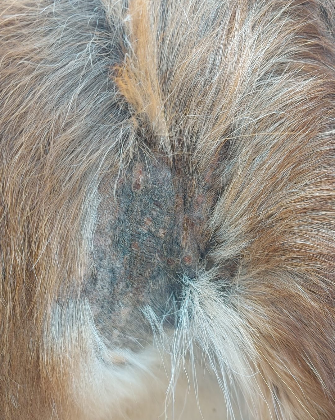 Kahle Stelle mit gereizter Haut und zerzaustem Fell